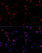ATP Synthase F1 Subunit Beta antibody, 19-846, ProSci, Immunofluorescence image 