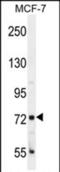 CTAGE Family Member 4 antibody, PA5-71591, Invitrogen Antibodies, Western Blot image 
