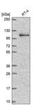 Armadillo repeat protein deleted in velo-cardio-facial syndrome homolog antibody, HPA063675, Atlas Antibodies, Western Blot image 