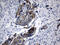 Mitochondrial Ribosomal Protein L48 antibody, M15184, Boster Biological Technology, Immunohistochemistry paraffin image 