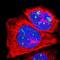 H/ACA ribonucleoprotein complex subunit 4 antibody, NBP1-85155, Novus Biologicals, Immunofluorescence image 