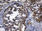 Calcineurin Like EF-Hand Protein 1 antibody, LS-C792390, Lifespan Biosciences, Immunohistochemistry paraffin image 