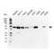 KRT18 antibody, VMA00011, Bio-Rad (formerly AbD Serotec) , Western Blot image 