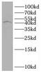RUN Domain Containing 3B antibody, FNab07532, FineTest, Western Blot image 