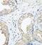 Cbl Proto-Oncogene antibody, FNab01317, FineTest, Immunohistochemistry frozen image 