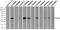Fc Fragment Of IgG Receptor IIa antibody, TA500647, Origene, Immunoprecipitation image 