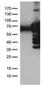 Polo Like Kinase 1 antibody, CF500389, Origene, Western Blot image 