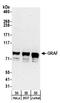 Rho GTPase-activating protein 26 antibody, A304-340A, Bethyl Labs, Western Blot image 