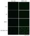 Zika Virus antibody, GTX133307, GeneTex, Immunofluorescence image 