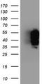 Protein TFG antibody, TA503858, Origene, Western Blot image 