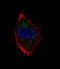 Neuronal Differentiation 1 antibody, 60-932, ProSci, Immunohistochemistry paraffin image 