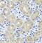 Fibroblast Growth Factor 13 antibody, FNab03090, FineTest, Immunohistochemistry frozen image 
