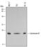 Protein Phosphatase 3 Regulatory Subunit B, Alpha antibody, MA5-23933, Invitrogen Antibodies, Western Blot image 