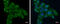 Ts Translation Elongation Factor, Mitochondrial antibody, GTX102238, GeneTex, Immunofluorescence image 