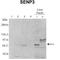 Sentrin-specific protease 3 antibody, TA333794, Origene, Western Blot image 