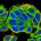 MARCKS Like 1 antibody, HPA030528, Atlas Antibodies, Immunocytochemistry image 