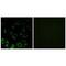 40S ribosomal protein S4, X isoform antibody, PA5-49949, Invitrogen Antibodies, Immunofluorescence image 