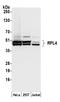 60S ribosomal protein L4 antibody, A305-046A, Bethyl Labs, Western Blot image 