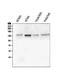 Golgin A2 antibody, M05865-2, Boster Biological Technology, Western Blot image 