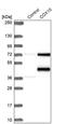 Cytochrome C Oxidase Assembly Factor Heme A:Farnesyltransferase COX10 antibody, PA5-56900, Invitrogen Antibodies, Western Blot image 