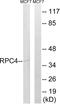 DNA-directed RNA polymerase III subunit RPC4 antibody, LS-C119919, Lifespan Biosciences, Western Blot image 