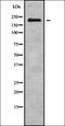 Nucleoporin 210 Like antibody, orb338508, Biorbyt, Western Blot image 
