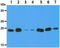Dual specificity protein phosphatase 3 antibody, GTX57630, GeneTex, Western Blot image 
