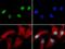 Histone H3 antibody, NBP2-44066, Novus Biologicals, Immunocytochemistry image 