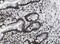 Zinc Finger And SCAN Domain Containing 20 antibody, FNab09757, FineTest, Immunohistochemistry frozen image 
