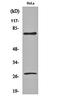 Lamin A/C antibody, orb159383, Biorbyt, Western Blot image 