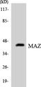 Myc-associated zinc finger protein antibody, LS-C292170, Lifespan Biosciences, Western Blot image 