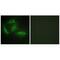 Cyclin Dependent Kinase Like 4 antibody, A16582, Boster Biological Technology, Immunofluorescence image 