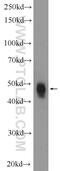 SMAD Family Member 5 antibody, 12167-1-AP, Proteintech Group, Western Blot image 