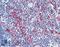 Lymphocyte Specific Protein 1 antibody, LS-B2190, Lifespan Biosciences, Immunohistochemistry frozen image 
