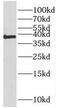 Polyglutamine Binding Protein 1 antibody, FNab06743, FineTest, Western Blot image 