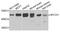Mitochondrial carrier homolog 1 antibody, A8063, ABclonal Technology, Western Blot image 