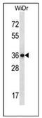 E2F Associated Phosphoprotein antibody, AP51354PU-N, Origene, Western Blot image 