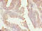 Retention In Endoplasmic Reticulum Sorting Receptor 1 antibody, A60578-100, Epigentek, Immunohistochemistry paraffin image 