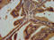 Neuronal protein 3.1 antibody, LS-C673208, Lifespan Biosciences, Immunohistochemistry paraffin image 