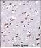 Cellular Repressor Of E1A Stimulated Genes 2 antibody, PA5-48664, Invitrogen Antibodies, Immunohistochemistry frozen image 