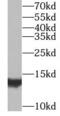 Matrix Gla protein antibody, FNab05170, FineTest, Western Blot image 