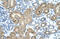 TRNA Nucleotidyl Transferase 1 antibody, 29-426, ProSci, Immunohistochemistry frozen image 