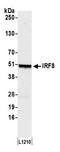 Interferon Regulatory Factor 8 antibody, A304-028A, Bethyl Labs, Western Blot image 