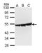 Enolase 3 antibody, TA308243, Origene, Western Blot image 