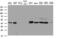 Syntaxin 18 antibody, MA5-27139, Invitrogen Antibodies, Western Blot image 
