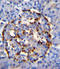 Phospholipase A2 Group IID antibody, LS-C163758, Lifespan Biosciences, Immunohistochemistry frozen image 