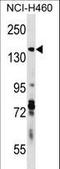 DRF3 antibody, LS-C167413, Lifespan Biosciences, Western Blot image 