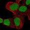 Zinc Finger Protein 579 antibody, HPA062812, Atlas Antibodies, Immunofluorescence image 