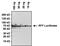 Red Firefly Luciferase antibody, PA1-179, Invitrogen Antibodies, Western Blot image 