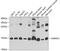 Small Nuclear Ribonucleoprotein D2 Polypeptide antibody, 14-942, ProSci, Western Blot image 